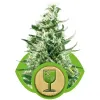 Royal Critical Automatic SALE
