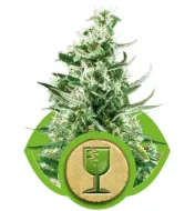 Royal Critical Automatic SALE