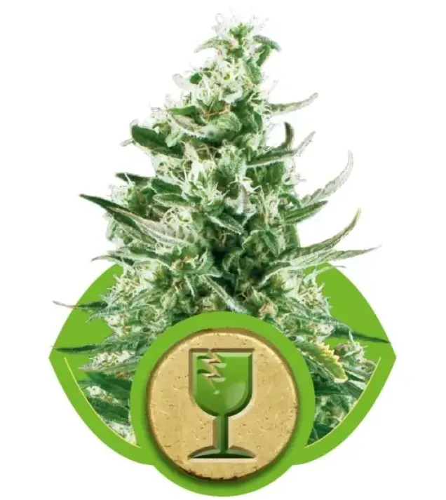Royal Critical Automatic SALE