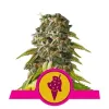 Cookies Gelato SALE