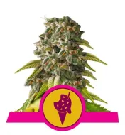Cookies Gelato SALE