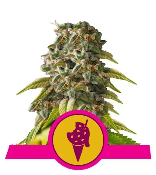 Cookies Gelato SALE