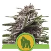 Royal Gorilla Automatic SALE