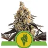 Cookies Gelato Auto SALE