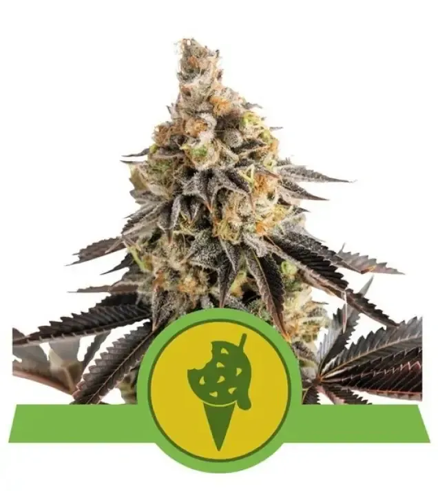 Cookies Gelato Auto SALE
