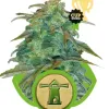 Royal Haze Automatic SALE