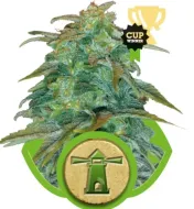 Royal Haze Automatic SALE