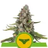 Sherbet Queen Automatic SALE
