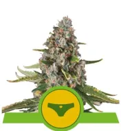 Sherbet Queen Automatic SALE