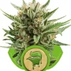 Sweet Skunk Automatic SALE