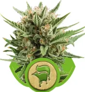 Sweet Skunk Automatic SALE