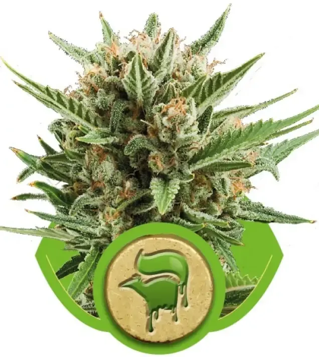Sweet Skunk Automatic SALE
