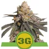 Triple G Auto SALE