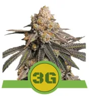 Triple G Auto SALE