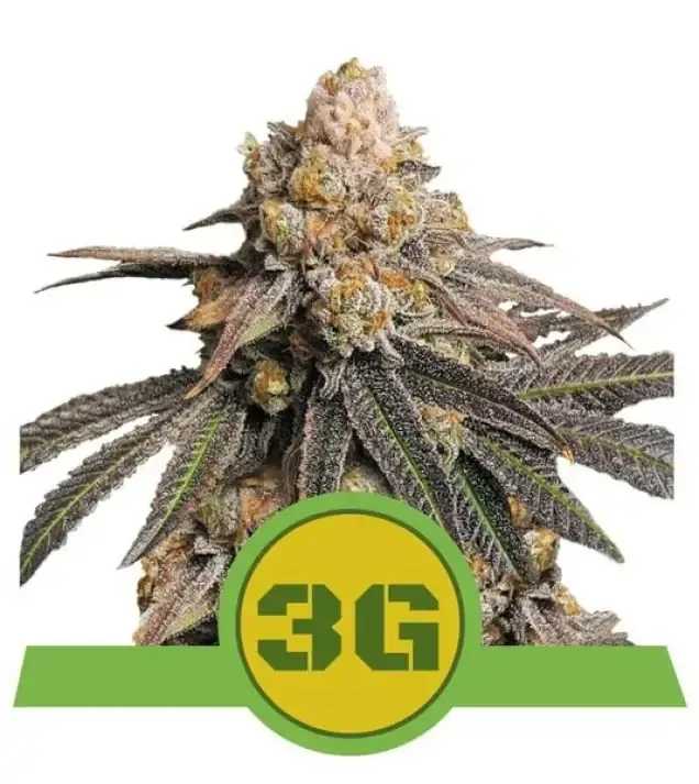 Triple G Auto SALE
