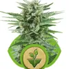 Easy Bud SALE