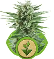 Easy Bud SALE