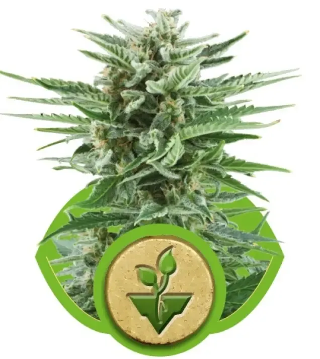Easy Bud SALE