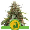 Hulkberry Auto SALE