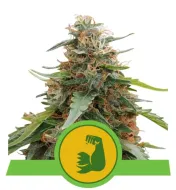 Hulkberry Auto SALE