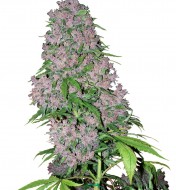 Purple Bud