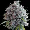Killer A5 Haze SALE