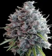 Killer A5 Haze SALE