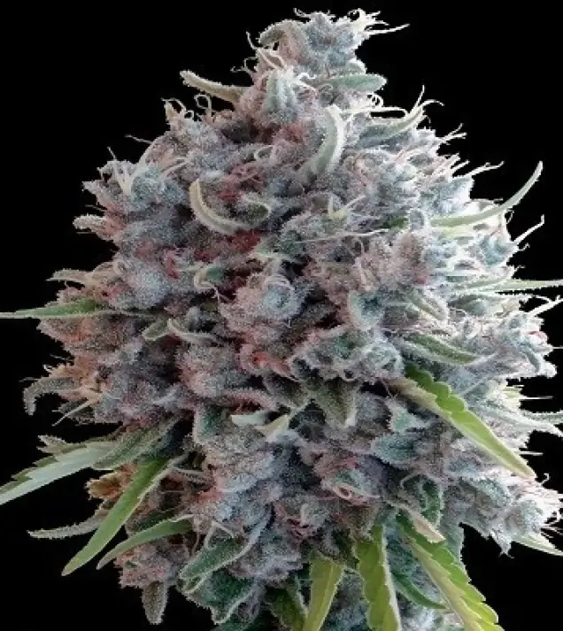 Killer A5 Haze SALE