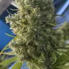 Killer A5 Haze SALE