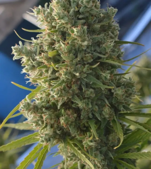 Killer A5 Haze SALE