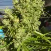 Killer A5 Haze SALE