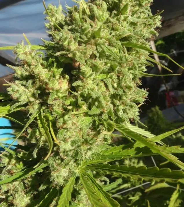 Killer A5 Haze SALE