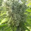 Killer A5 Haze SALE