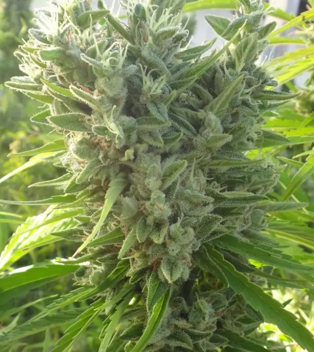 Killer A5 Haze SALE