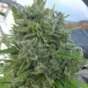 Killer A5 Haze SALE