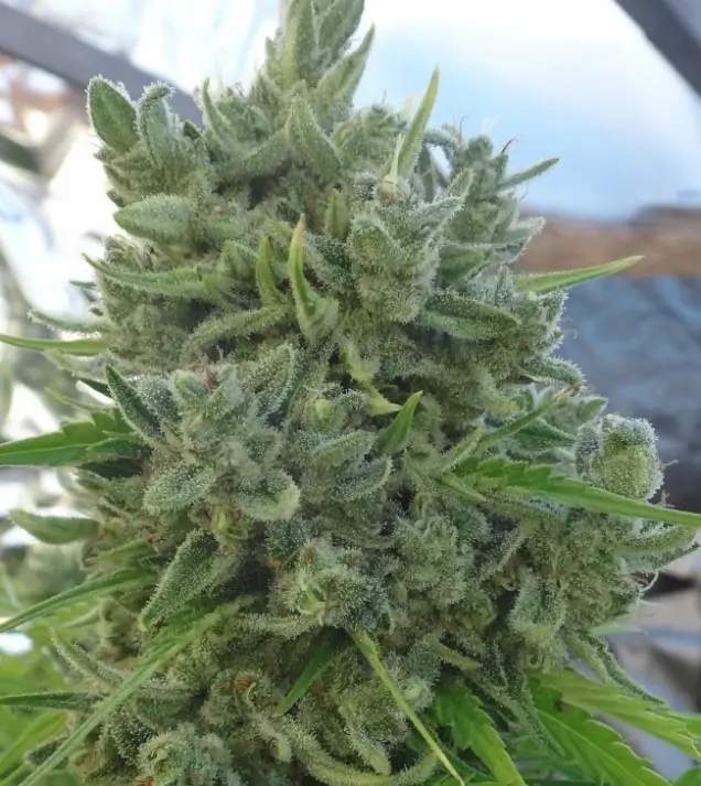 Killer A5 Haze SALE