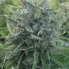 Killer A5 Haze SALE