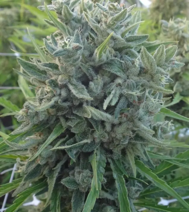 Killer A5 Haze SALE