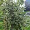 Killer A5 Haze SALE