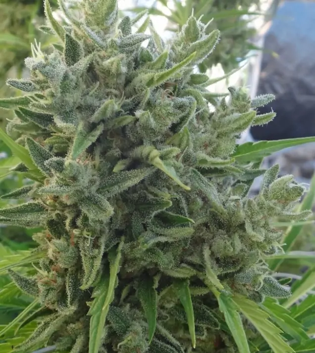 Killer A5 Haze SALE