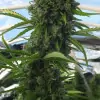 Killer A5 Haze SALE