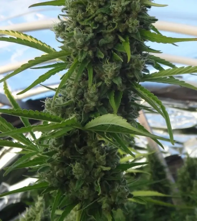 Killer A5 Haze SALE
