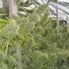 Killer A5 Haze SALE