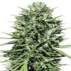 Morocco Beldia Kif Regular SALE