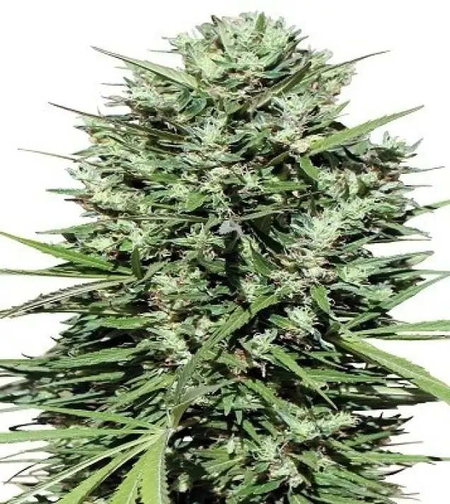 Morocco Beldia Kif Regular SALE