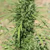 Morocco Beldia Kif Regular SALE