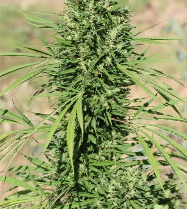 Morocco Beldia Kif Regular SALE