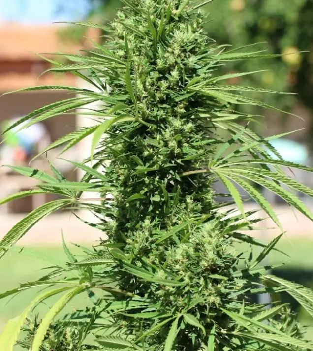 Morocco Beldia Kif Regular SALE