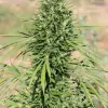 Morocco Beldia Kif Regular SALE