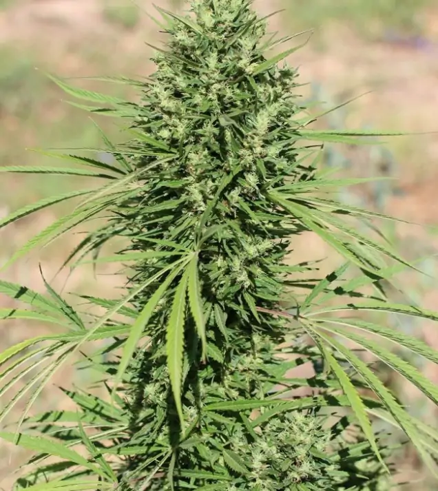 Morocco Beldia Kif Regular SALE